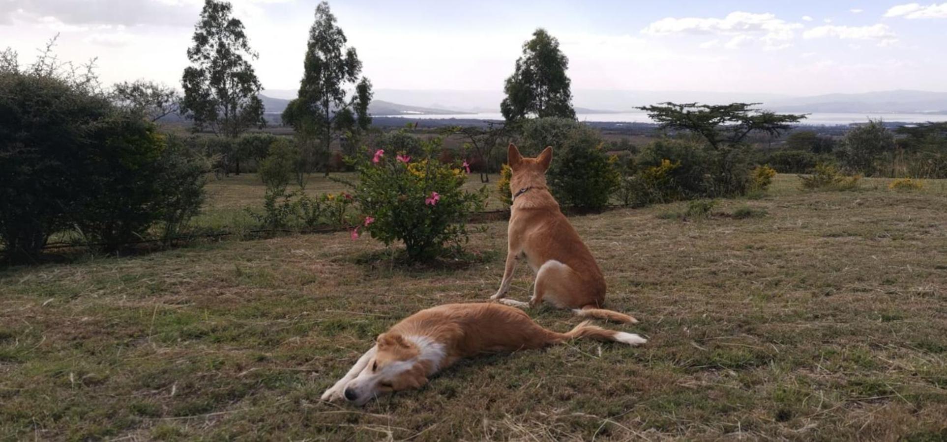 Homely Cottage Near Lake Naivasha, Elwai Visitor Centre Heni Village Bagian luar foto